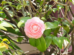 稲毛神社の風景
