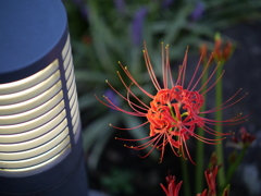 近所の彼岸花その４