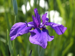 堀切水辺公園その８