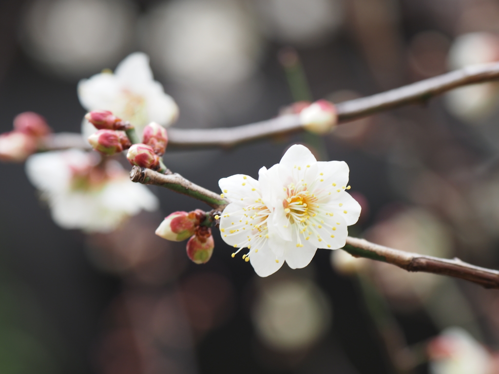 梅の花その１