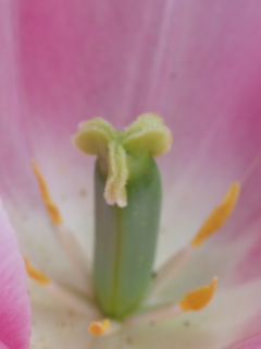 チューリップのめしべとおしべ