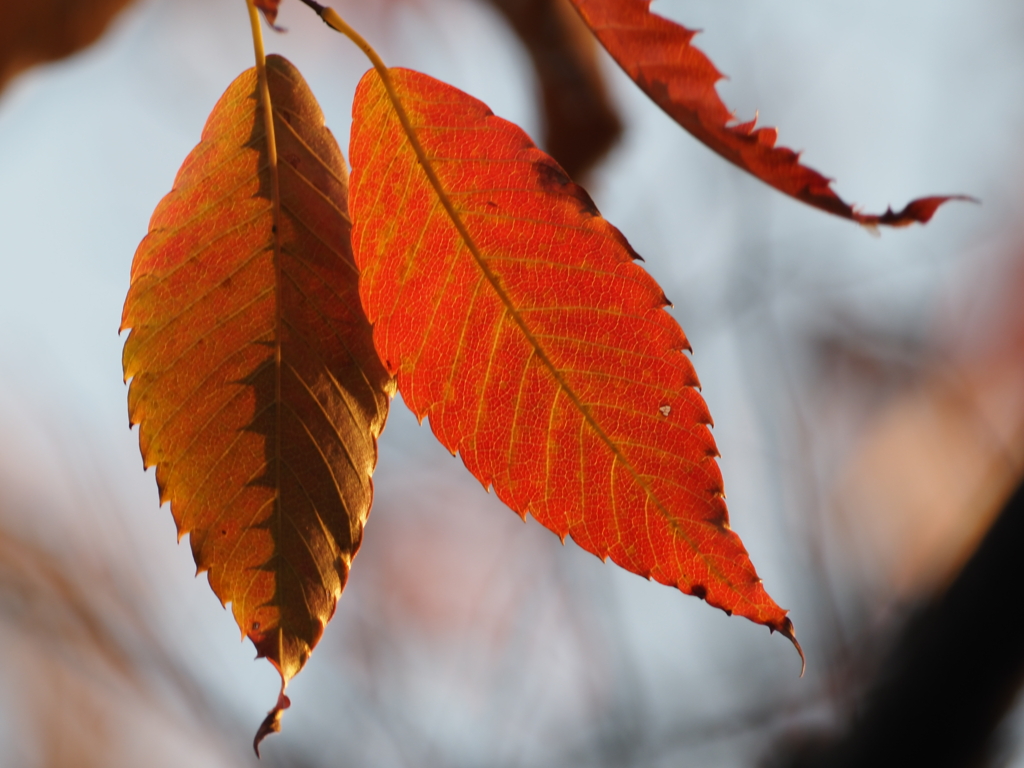 紅葉（２倍テレコン使用）