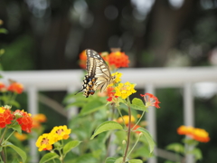 アゲハ蝶その５