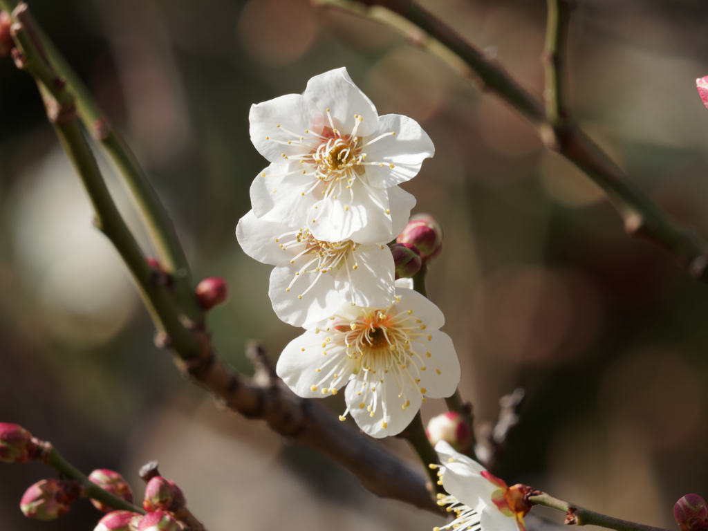 梅の花その７