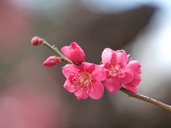 浜離宮恩賜公園の梅の花その８