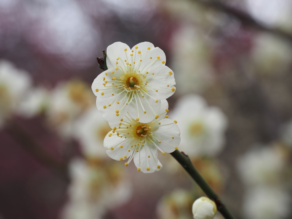 池上梅園の梅その３