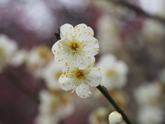 池上梅園の梅その３