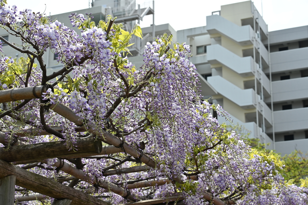 亀戸天神の藤棚その１２