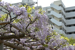 亀戸天神の藤棚その１２