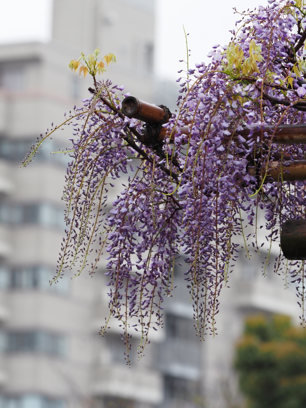 雨の藤棚その２
