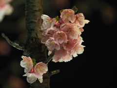 夜桜その５