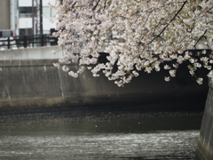 京急蒲田駅周辺の桜その１６