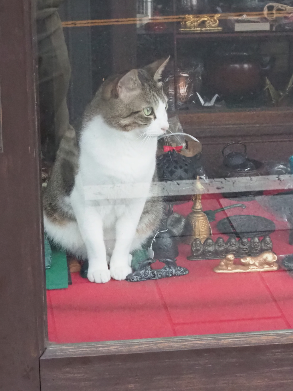 看板猫
