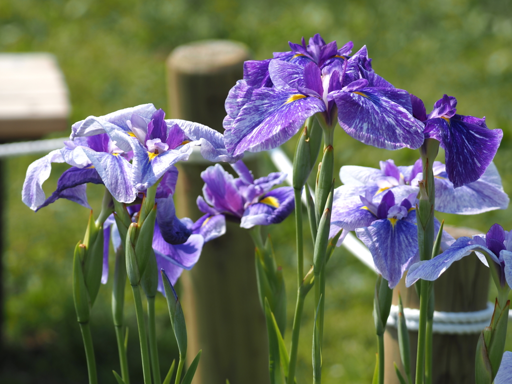 堀切水辺公園その９