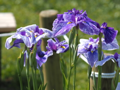 堀切水辺公園その９