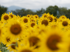 座間のひまわりその８