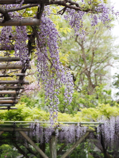 亀戸天神藤棚その７