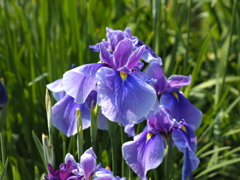 堀切水辺公園その３