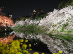 千鳥ヶ淵にてその２