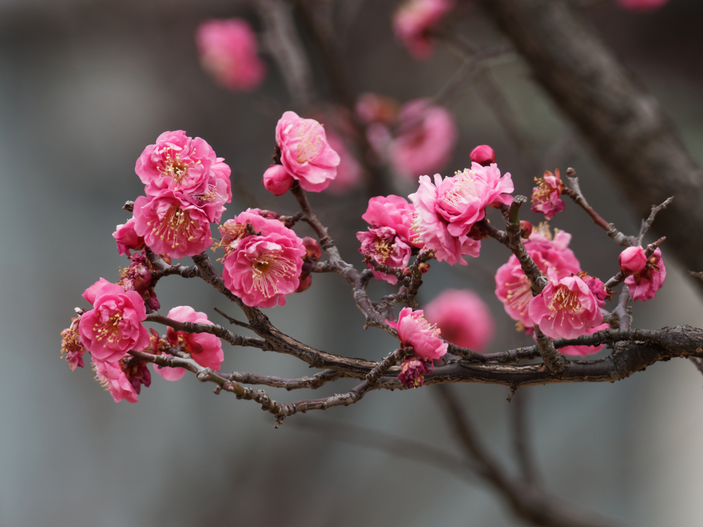 梅の花その５