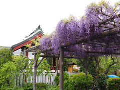 亀戸天神藤棚その５