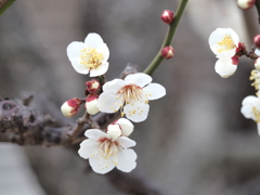 梅屋敷公園の梅