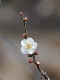 浜離宮恩賜公園の梅の花その３