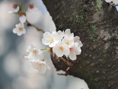 仙台堀川の桜その１９