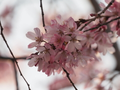 しだれ桜その６