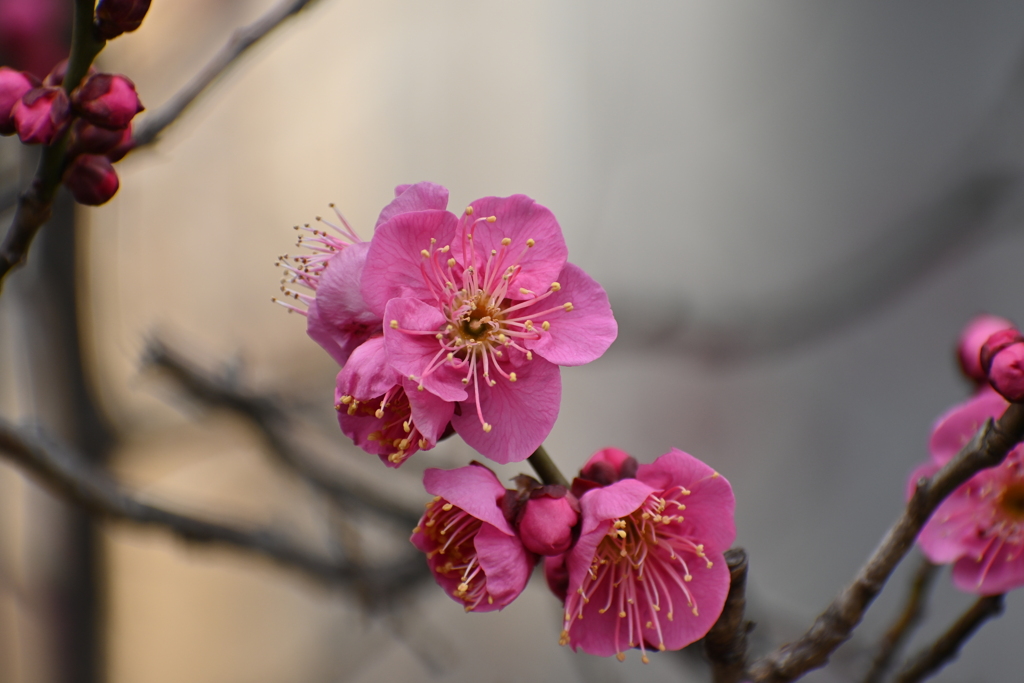 公園の梅試し撮りその３