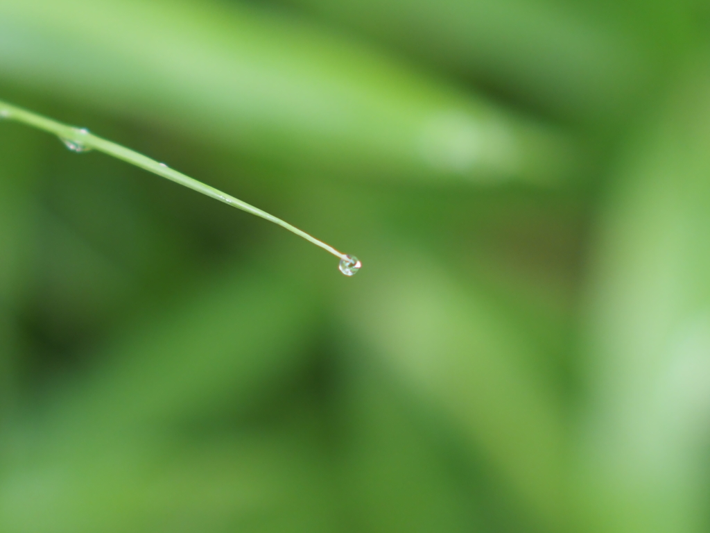 雨上がりの朝その２