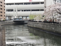京急蒲田駅周辺の桜その１