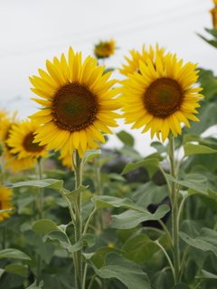 ひまわりその６