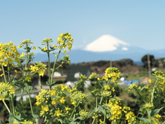 ソレイユの丘その７