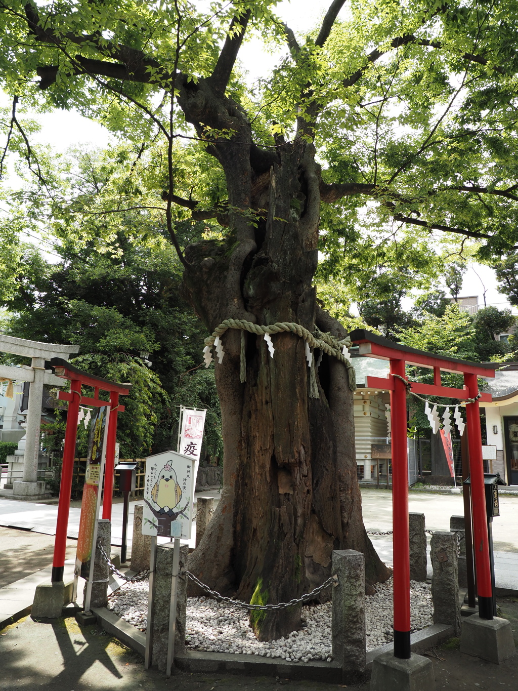 新田神社御神木その２