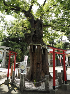 新田神社御神木その２