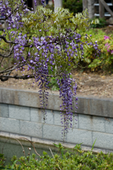 亀戸天神の藤棚その８