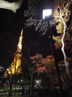 東京タワー周辺その１０