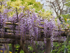 亀戸天神藤棚その１