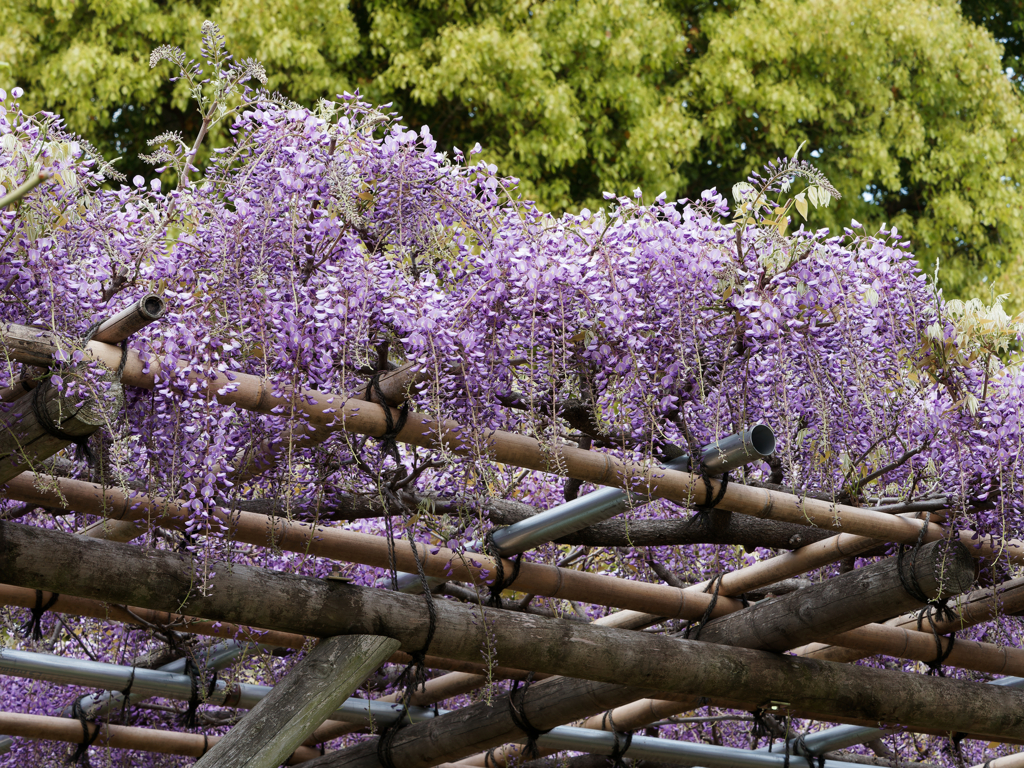 亀戸天神の藤棚その３