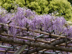 亀戸天神の藤棚その３