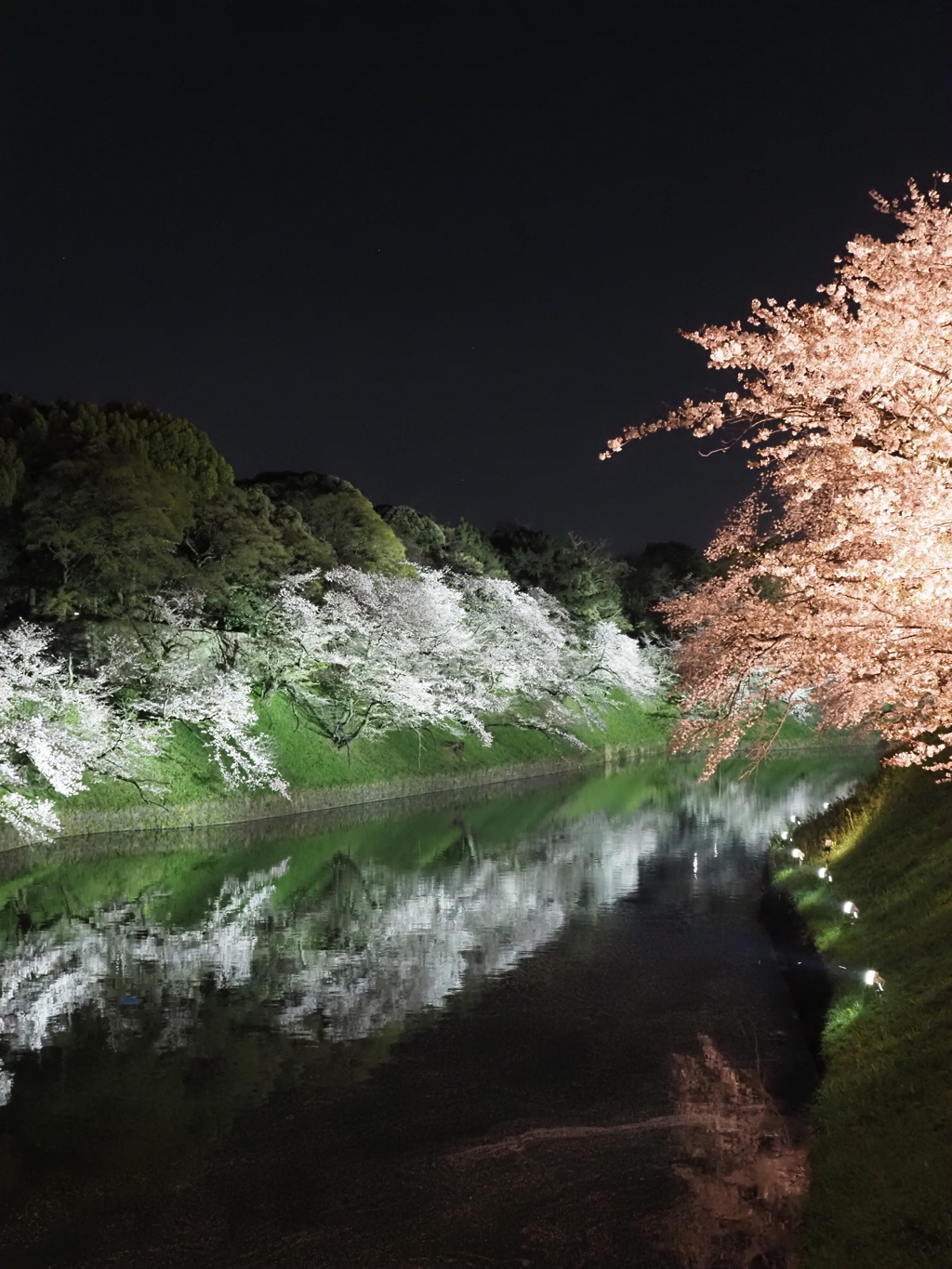 千鳥ヶ淵にてその１