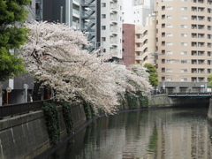 京急蒲田駅周辺の桜その１４