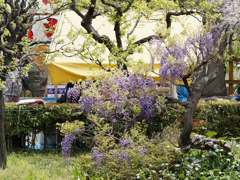 亀戸天神の藤棚その１