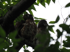 フクロウの夫婦