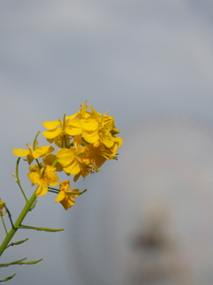 菜の花１