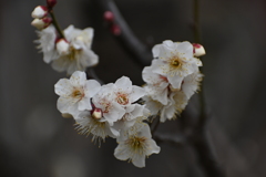 公園の梅試し撮りその７