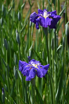 堀切菖蒲園その１０