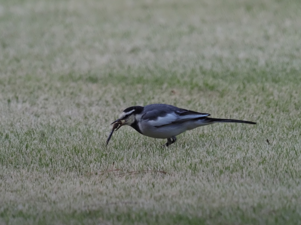 お食事中？その1
