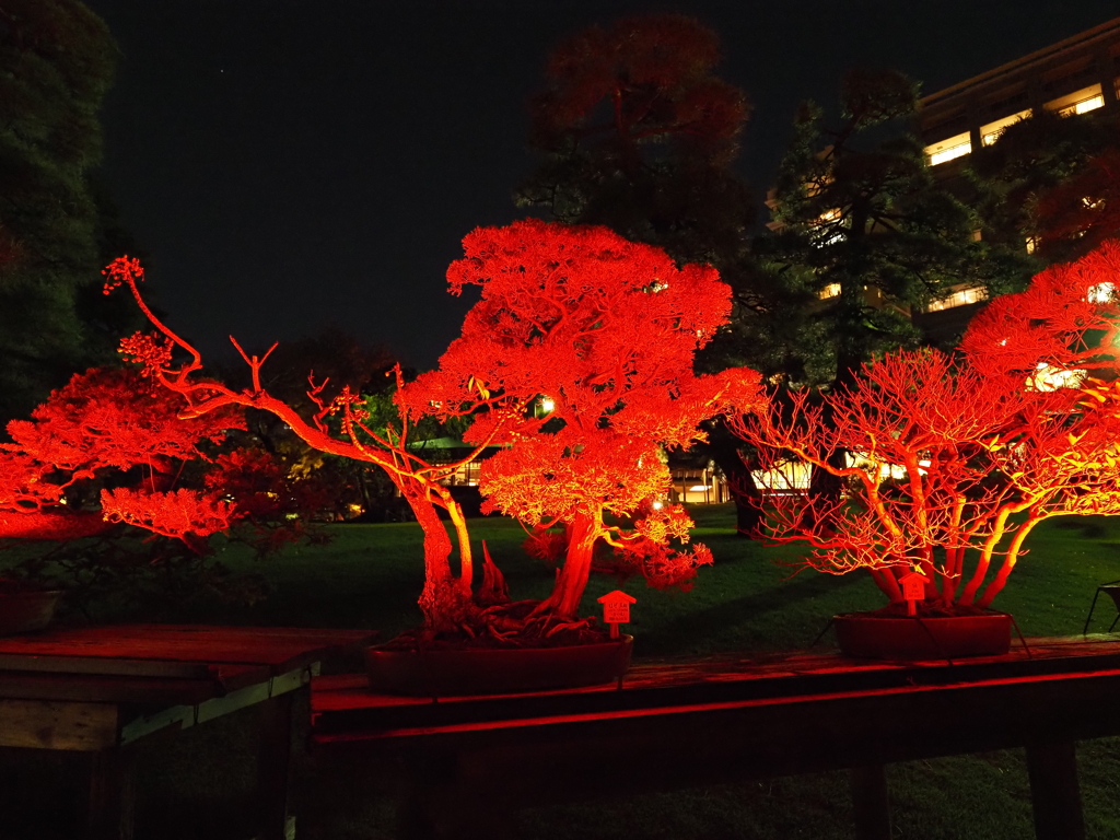 八芳園イルミネーションその５